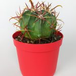 Ferocactus Latispinus Rare Special Species Cactus Blooming Pink