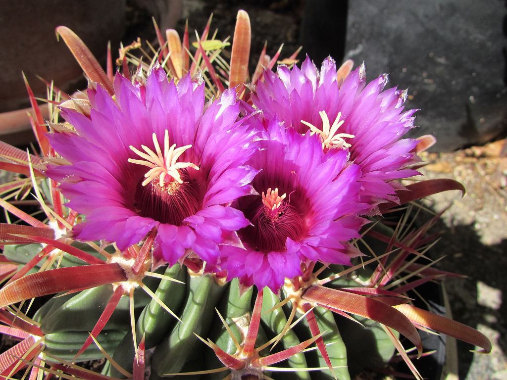 Ferocactus Latispinus Rare Special Species Cactus Blooming Pink