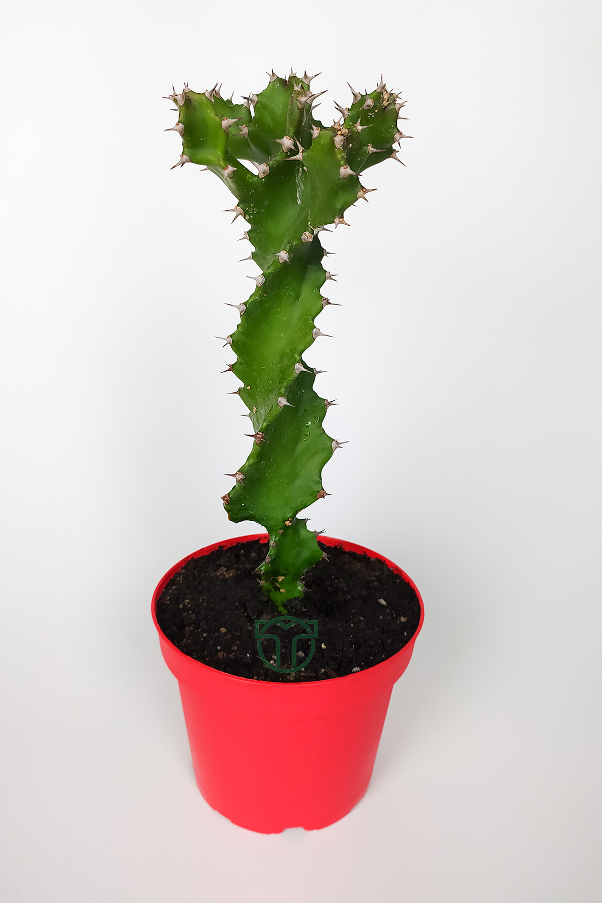 Spiral Cactus Euphorbia Tortilis Twisted Rare Species 20 cm Tall 12 cm in Red Pot