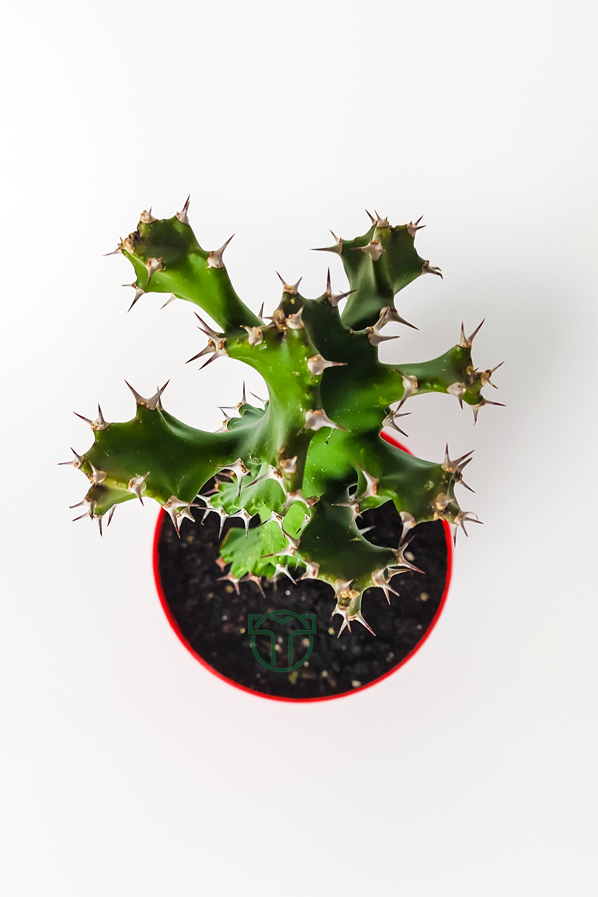 Euphorbia Tortilis Reproduction