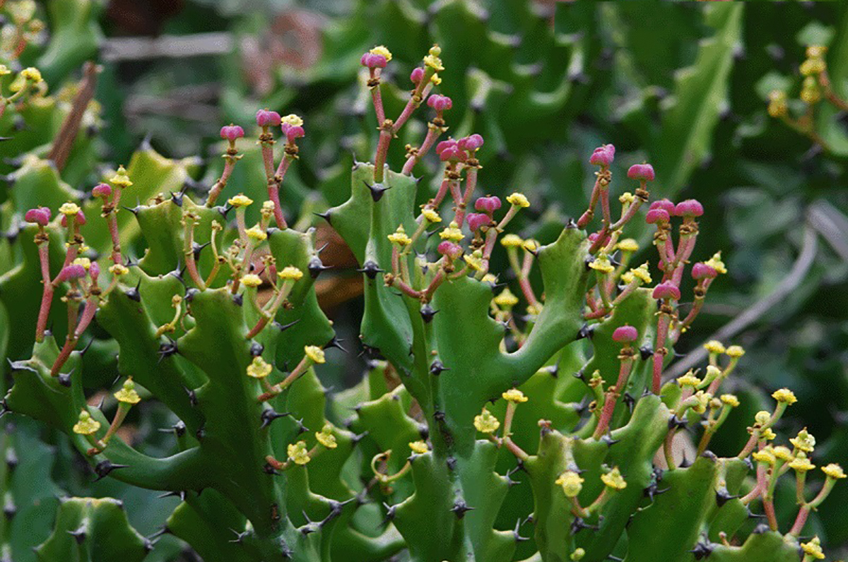 Euphorbia Tortilis Flower