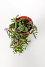 Sarkan sukulent Yakut Kolyesi çiçegi Othonna Capensis sarı çiçek verir 10 cm boy 5.5 cm saksıda - Görsel 2