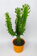 Süt ağacı kaktüsü Euphorbia Trigona Mint Cream 70 cm büyük boy yeşil Afrika süt kaktüsü - Görsel 2