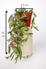 Sarkan sukulent Yakut Kolyesi çiçegi Othonna Capensis sarı çiçek verir 10 cm boy 5.5 cm saksıda - Görsel 4