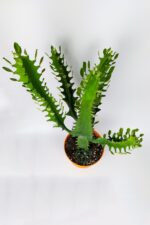 Süt ağacı kaktüsü Euphorbia Trigona Mint Cream 70 cm büyük boy yeşil Afrika süt kaktüsü - Görsel 3