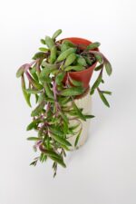 Sarkan sukulent Yakut Kolyesi çiçegi Othonna Capensis sarı çiçek verir 10 cm boy 5.5 cm saksıda - Görsel 3