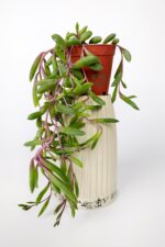 Sarkan sukulent Yakut Kolyesi çiçegi Othonna Capensis sarı çiçek verir 10 cm boy 5.5 cm saksıda