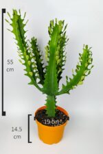 Süt ağacı kaktüsü Euphorbia Trigona Mint Cream 70 cm büyük boy yeşil Afrika süt kaktüsü - Görsel 4