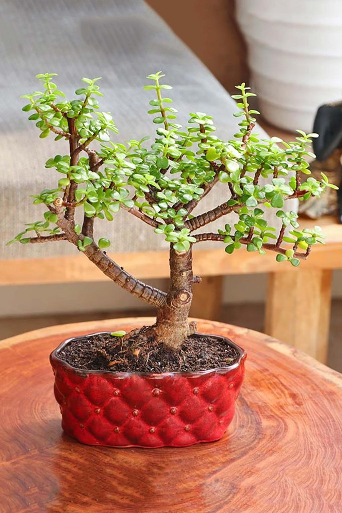 Afra money tree bonsai making