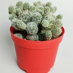 Lace cactus white rare Mammillaria Gracilis Fragilis special species gives white flowers with abundant offspring 8.5