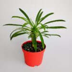 Pachypodium Lamerei special type gift cactus in red pot with Madagascar Palm sapling