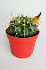 Notocactus Submammulosus büyük boy kaktüs sarı çiçek açan canlı parlak özel tür