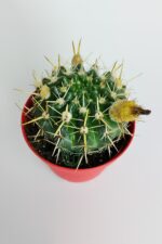 Notocactus Submammulosus büyük boy kaktüs sarı çiçek açan canlı parlak özel tür - Görsel 4