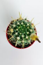 Notocactus Submammulosus büyük boy kaktüs sarı çiçek açan canlı parlak özel tür - Görsel 5