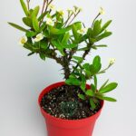 Yellow crown of thorns large size Euphorbia Milii with rare spiral spines 12 cm in red pot