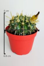 Notocactus Submammulosus büyük boy kaktüs sarı çiçek açan canlı parlak özel tür - Görsel 6