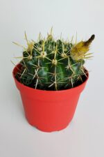 Notocactus Submammulosus büyük boy kaktüs sarı çiçek açan canlı parlak özel tür - Görsel 2