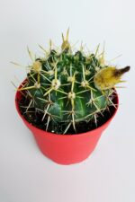Notocactus Submammulosus büyük boy kaktüs sarı çiçek açan canlı parlak özel tür - Görsel 3