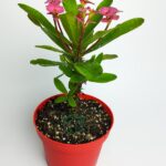 Pink crown of thorns large size Euphorbia Spindle with rare spiral spines in 12 cm red pot