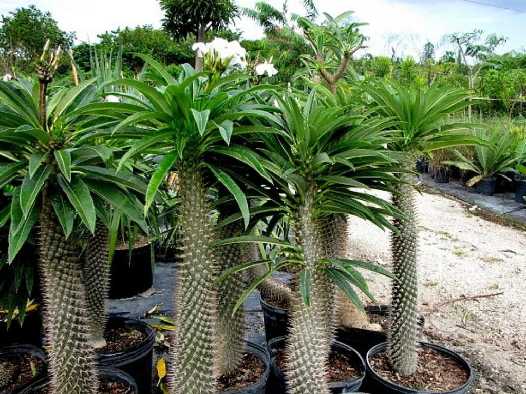 Madagaskar palmiyesi satın al