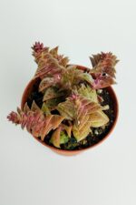 Benek piramit yaprak nadir tür sukulent kırmızı Crassula Exilis Picturata küçük beyaz çiçek verir - Görsel 4