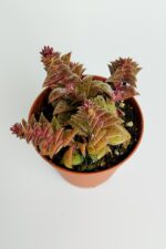 Benek piramit yaprak nadir tür sukulent kırmızı Crassula Exilis Picturata küçük beyaz çiçek verir - Görsel 3