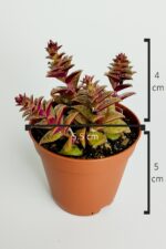 Benek piramit yaprak nadir tür sukulent kırmızı Crassula Exilis Picturata küçük beyaz çiçek verir - Görsel 5