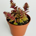 Speck pyramid leaf rare species succulent red Crassula Exilis Picturata gives small white flower