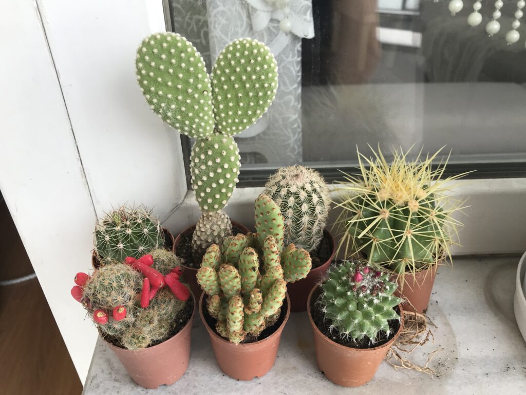 Altn F Kakts, Echinocactus Grusonii - Toptan Kakts