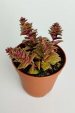 Benek piramit yaprak nadir tür sukulent kırmızı Crassula Exilis Picturata küçük beyaz çiçek verir - Görsel 2
