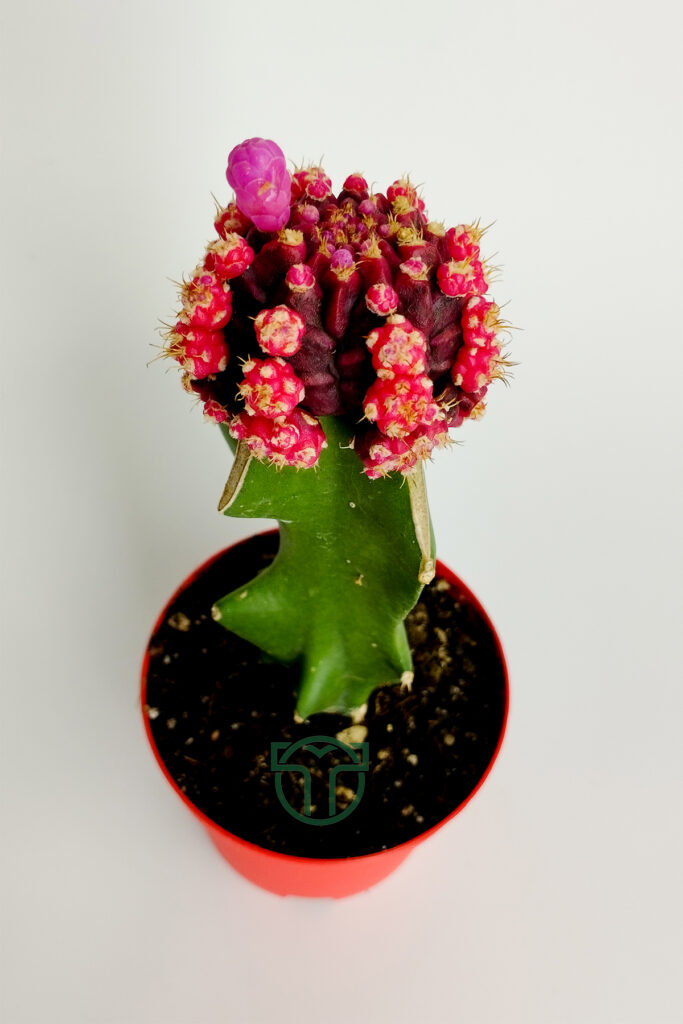 purple graft cactus