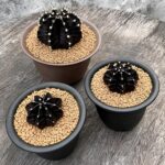 Gymnocalycium Mihanovichii Black Widow collection cactus 1pc rare black expensive cactus 5.5 potted
