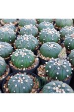 Astrophytum Asterias serisi 1 adet nadir koleksiyon kaktüs 5.5 cm kahverengi saksıda - Görsel 2