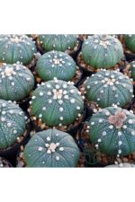 Astrophytum Asterias serisi 1 adet nadir koleksiyon kaktüs 5.5 cm kahverengi saksıda - Görsel 3