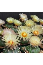 Astrophytum Asterias serisi 1 adet nadir koleksiyon kaktüs 5.5 cm kahverengi saksıda - Görsel 4
