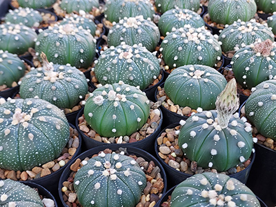 Astrophytum Asterias collection cactus