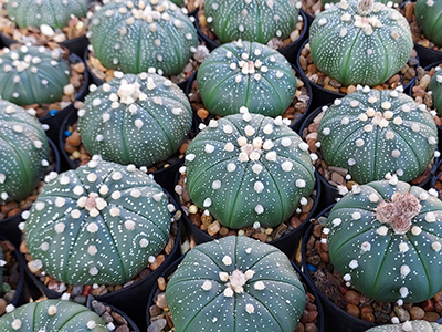 Astrophytum Asterias collection cactus care