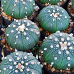 Astrophytum Asterias series 1 rare collection cactus in 5.5 cm brown pot