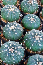 astrophytum asterias