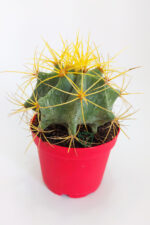 Ferocactus Glaucescens sarı dikenli nadir özel tür kaktüs büyük boy 12 cm kırmızı saksıda