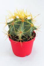 Ferocactus Glaucescens sarı dikenli nadir özel tür kaktüs büyük boy 12 cm kırmızı saksıda - Görsel 2