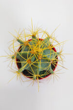 Ferocactus Glaucescens sarı dikenli nadir özel tür kaktüs büyük boy 12 cm kırmızı saksıda - Görsel 4