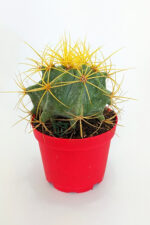 Ferocactus Glaucescens sarı dikenli nadir özel tür kaktüs büyük boy 12 cm kırmızı saksıda - Görsel 3