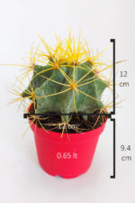 Ferocactus Glaucescens sarı dikenli nadir özel tür kaktüs büyük boy 12 cm kırmızı saksıda - Görsel 5
