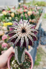 Uebelmannia Pectinifera variagata aşılı nadir koleksiyon özel tür pahalı kaktüs 8.5 cm saksıda
