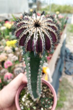 Uebelmannia Pectinifera variagata aşılı nadir koleksiyon özel tür pahalı kaktüs 8.5 cm saksıda - Görsel 4