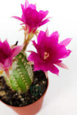 Yılan kaktüs fuşya çiçekli Pilosocereus Silvestrii Hibrit nadir özel tür - Görsel 5