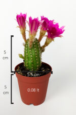 Yılan kaktüs fuşya çiçekli Pilosocereus Silvestrii Hibrit nadir özel tür - Görsel 6