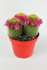 Mammillaria Spinosissima