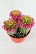 Mammillaria Spinosissima taç pembe çiçekli kaktüs 3 adet büyük boy 12 cm kırmızı saksıda - Görsel 3